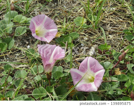 Beautifully blooming beach morning glory flowers at Kemigawa Beach Beautifully blooming beach morning glory flowers at Kemigawa Beach 139895875