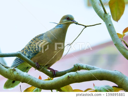 A turtle dove carries dead branches to a yew tree in the garden as nesting material. A turtle dove carries dead branches to a yew tree in the garden as nesting material. 139895881