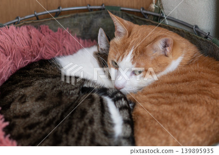 Two cats relaxing in a small space. 139895935
