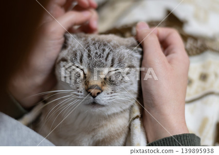 hold a cat 139895938