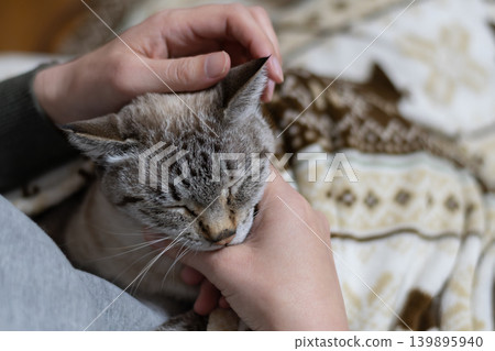 hold a cat hold a cat 139895940