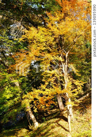 【神奈川縣】秋日森林,層林盡染,色彩斑斕。 【神奈川縣】秋日森林,層林盡染,色彩斑斕。 139895990