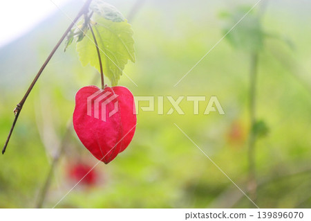 紅色提洛爾燈花 139896070