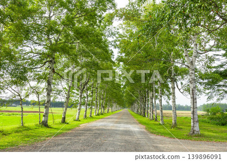 A single road lined with birch trees cuts through a green pasture, creating a summery rural landscape. A single road lined with birch trees cuts through a green pasture, creating a summery rural landscape. 139896091