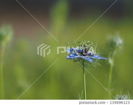 藍色Nigella花 藍色Nigella花 139896123