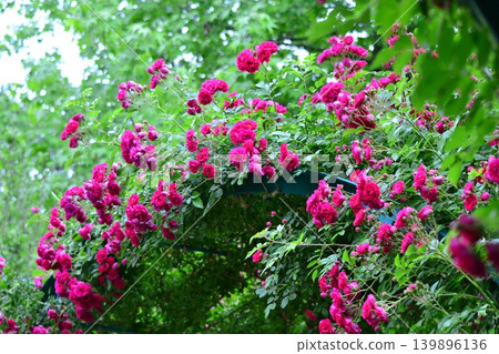 Close-up of a rose arch Close-up of a rose arch 139896136