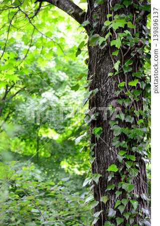 Ivy wrapping around a tree Ivy wrapping around a tree 139896137