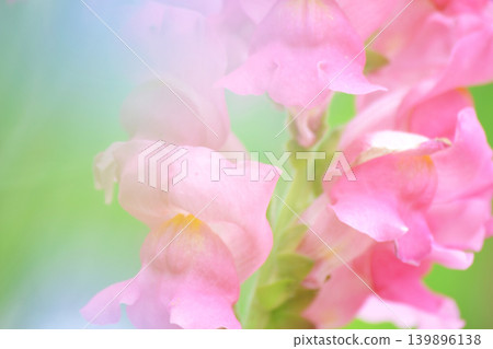 Beautiful pink snapdragons Beautiful pink snapdragons 139896138