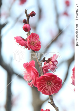 紅梅花 紅梅花 139896173