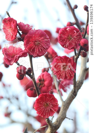 紅梅花 紅梅花 139896174