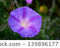 牽牛花在雨中濕潤 139896177