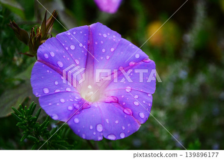 牽牛花在雨中濕潤 139896177