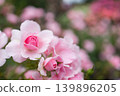 粉紅色的花瓣上沾滿了雨滴。 139896205