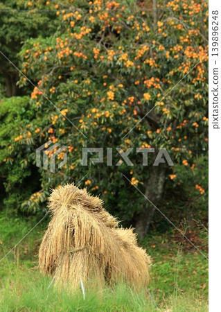 An autumn scene with persimmons and rice drying racks. An autumn scene with persimmons and rice drying racks. 139896248