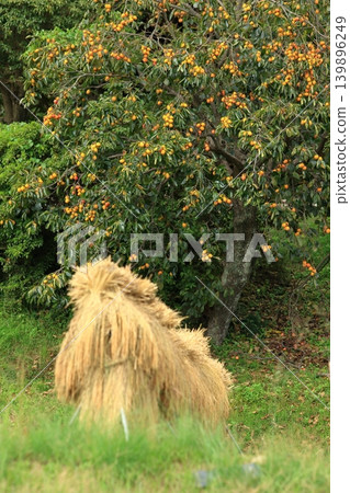 An autumn scene with persimmons and rice drying racks. 139896249
