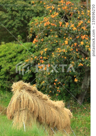 An autumn scene with persimmons and rice drying racks. An autumn scene with persimmons and rice drying racks. 139896250