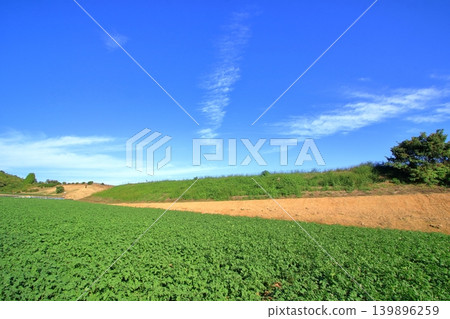 Autumn potato field Autumn potato field 139896259