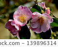 山茶花，Sotōrihime 139896314