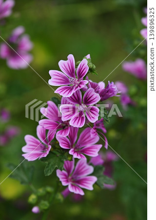 Xeniaoi Xeniaoi 139896325