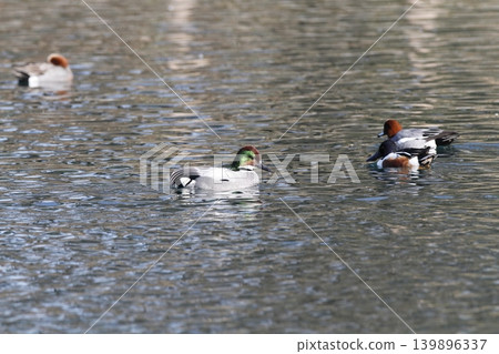 A falcon floating on the water's surface A falcon floating on the water's surface 139896337