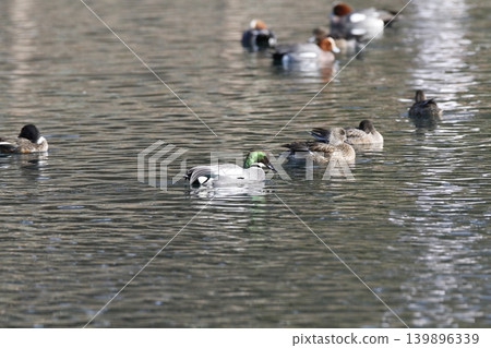 A falcon floating on the water's surface A falcon floating on the water's surface 139896339