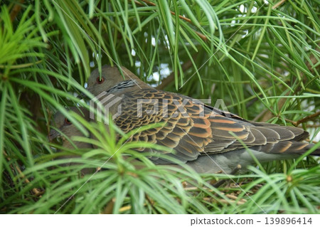 Two parent birds nestled together over an egg. Two parent birds nestled together over an egg. 139896414