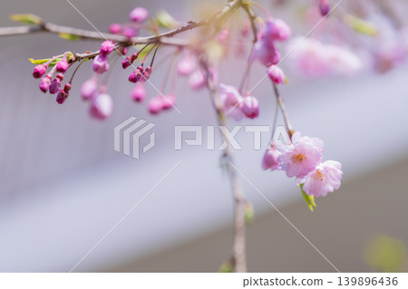春天的櫻桃 139896436