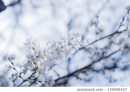 Spring cherry 139896437
