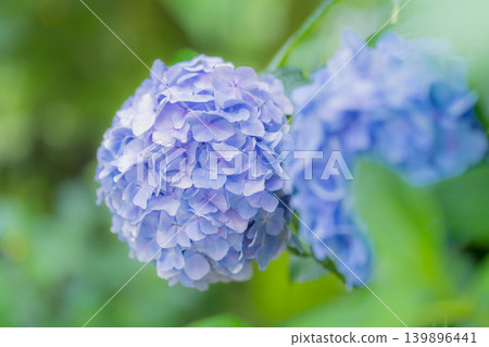 Summer hydrangeas in Tokyo 139896441