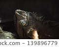 Portrait of an iguana in a zoo on Bali 139896779