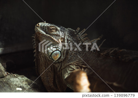 Portrait of an iguana in a zoo on Bali Portrait of an iguana in a zoo on Bali 139896779