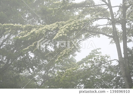 Dogwood blossoms blooming in the mist Dogwood blossoms blooming in the mist 139896910