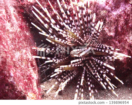 Dangerous trumpet sea urchin Dangerous trumpet sea urchin 139896954