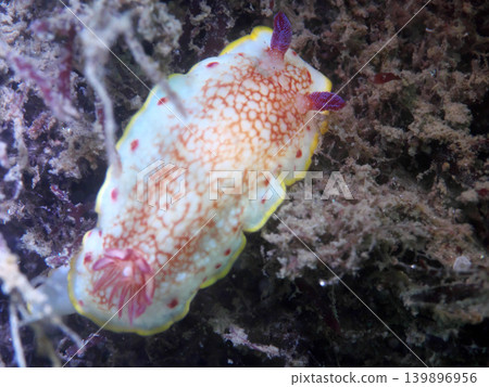 薩拉薩海牛 薩拉薩海牛 139896956