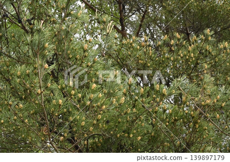 New shoots and flowers of the Japanese red pine New shoots and flowers of the Japanese red pine 139897179