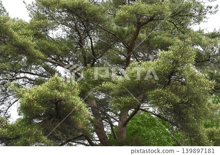 New shoots and flowers of the Japanese red pine New shoots and flowers of the Japanese red pine 139897181