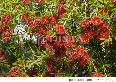 紅千層樹 - 2026年5月 紅千層樹 - 2026年5月 139897289