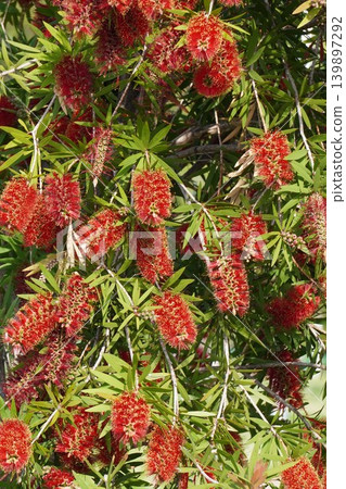 紅千層樹 - 2026年5月 紅千層樹 - 2026年5月 139897292