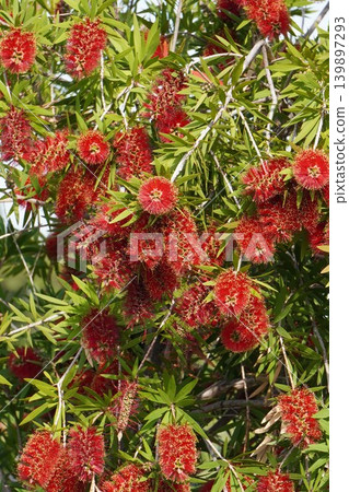 紅千層樹 - 2026年5月 紅千層樹 - 2026年5月 139897293