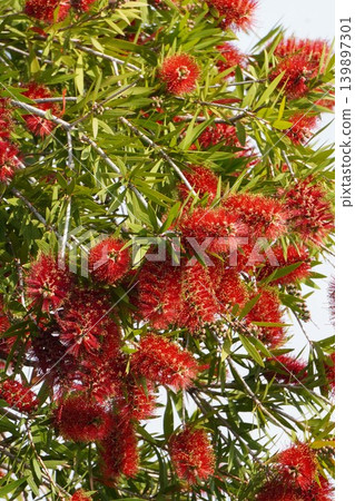 紅千層樹 - 2026年5月 139897301