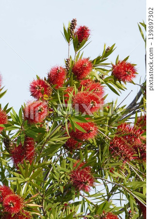 紅千層樹 - 2026年5月 139897302