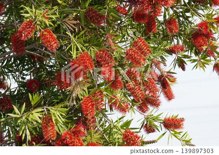 紅千層樹 - 2026年5月 139897303