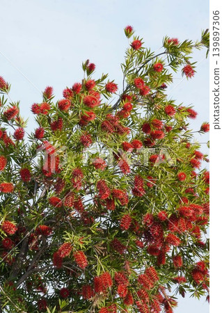 紅千層樹 - 2026年5月 紅千層樹 - 2026年5月 139897306