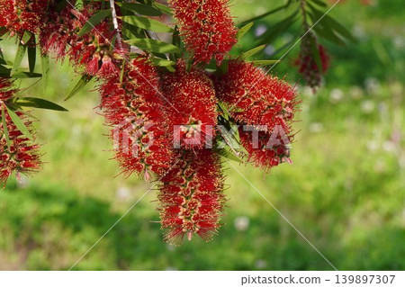 Bottlebrush tree - May 2026 Bottlebrush tree - May 2026 139897307