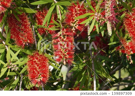Bottlebrush tree - May 2026 Bottlebrush tree - May 2026 139897309