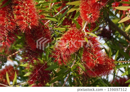 紅千層樹 - 2026年5月 紅千層樹 - 2026年5月 139897312