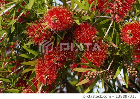 Bottlebrush tree - May 2026 Bottlebrush tree - May 2026 139897313