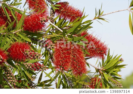 Bottlebrush tree - May 2026 Bottlebrush tree - May 2026 139897314