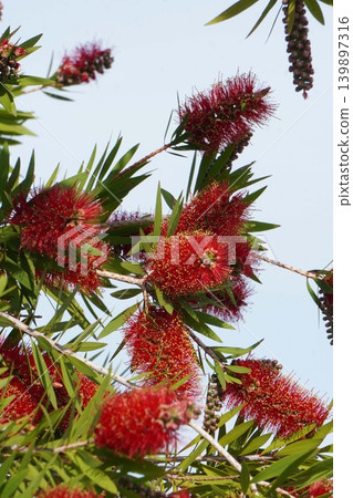 紅千層樹 - 2026年5月 139897316
