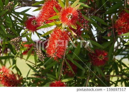 Bottlebrush tree - May 2026 Bottlebrush tree - May 2026 139897317